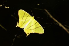 Ourapteryx primularis