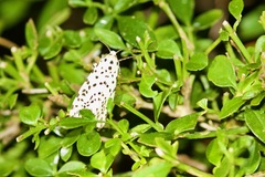 Juxtarctia multiguttata