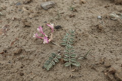 Astragalus infractus