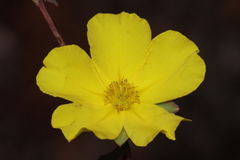 Hibbertia perfoliata