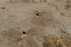 Marmota