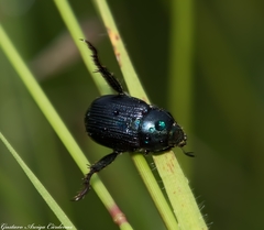 Callirhinus metallescens