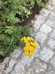 Tanacetum vulgare