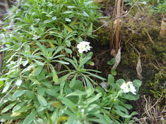 Schivereckia podolica