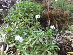 Schivereckia podolica