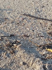 Cicindela carthagena