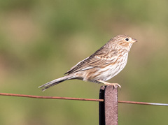 Rhopospina carbonaria