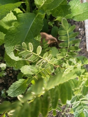 Liriomyza clianthi