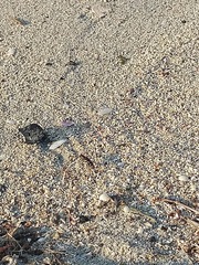 Cicindela carthagena