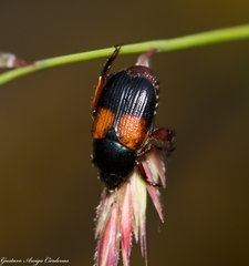 Callirhinus metallescens