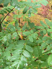 Sorbus sitchensis sitchensis