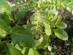 Liriomyza clianthi