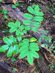 Sorbus sitchensis sitchensis