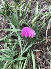 Lathyrus latifolius
