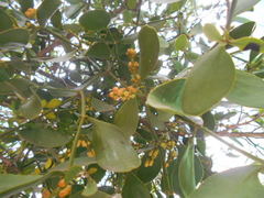 Phoradendron quadrangulare