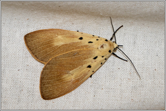 Asota iodamia