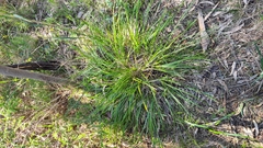Lomandra densiflora