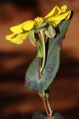 Hibbertia perfoliata