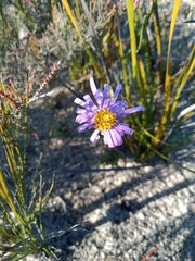 Olearia ciliata