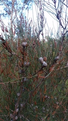 Allocasuarina paludosa