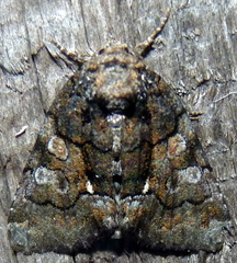 Chytonix sensilis