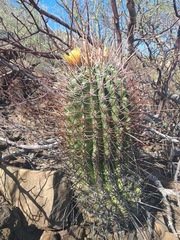 Ferocactus emoryi rectispinus