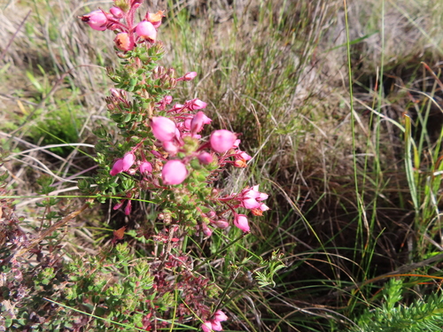 Image of Erica hirta by (c) linkie, some rights reserved (CC BY)