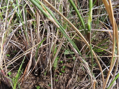 Restio quadratus