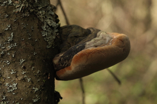 Phellinus alni nuotrauka