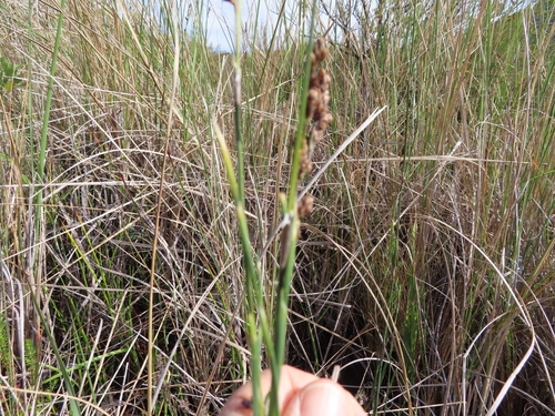 Image of Restio quadratus by (c) linkie, some rights reserved (CC BY)
