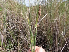 Restio quadratus