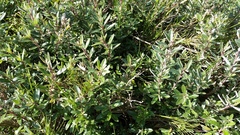 Atriplex paludosa