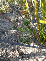 Olearia ciliata