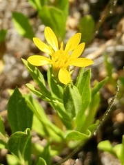 Columbiadoria hallii