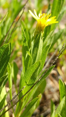 Image of Columbiadoria hallii by (c) Casey H. Richart, some rights reserved (CC BY)