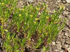 Columbiadoria hallii