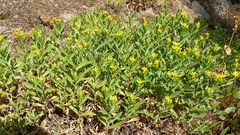 Columbiadoria hallii