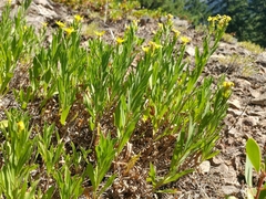 Columbiadoria hallii