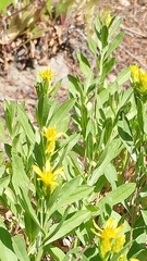 Columbiadoria hallii
