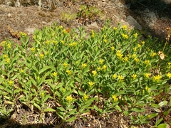 Columbiadoria hallii