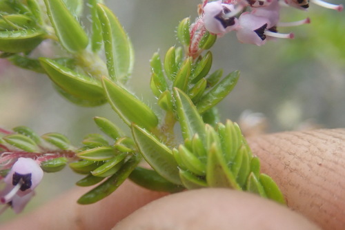 Erica revoluta