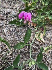 Lathyrus latifolius