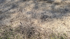 Iridomyrmex purpureus