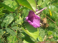 Ipomoea
