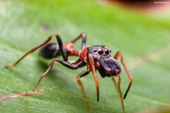 Myrmarachne melanocephala