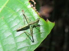 Eumastacidae