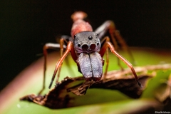 Myrmarachne melanocephala