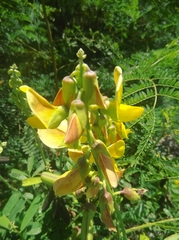 Crotalaria retusa