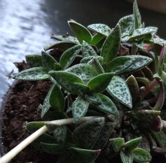 Crassula exilis cooperi