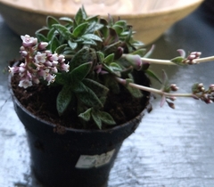 Crassula exilis cooperi